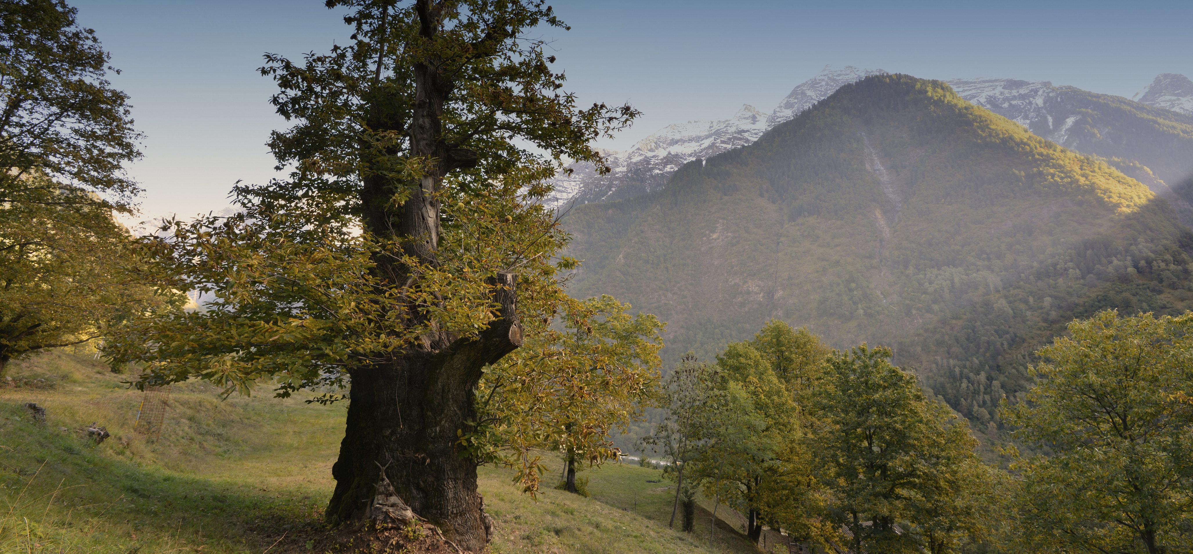 Castagno2