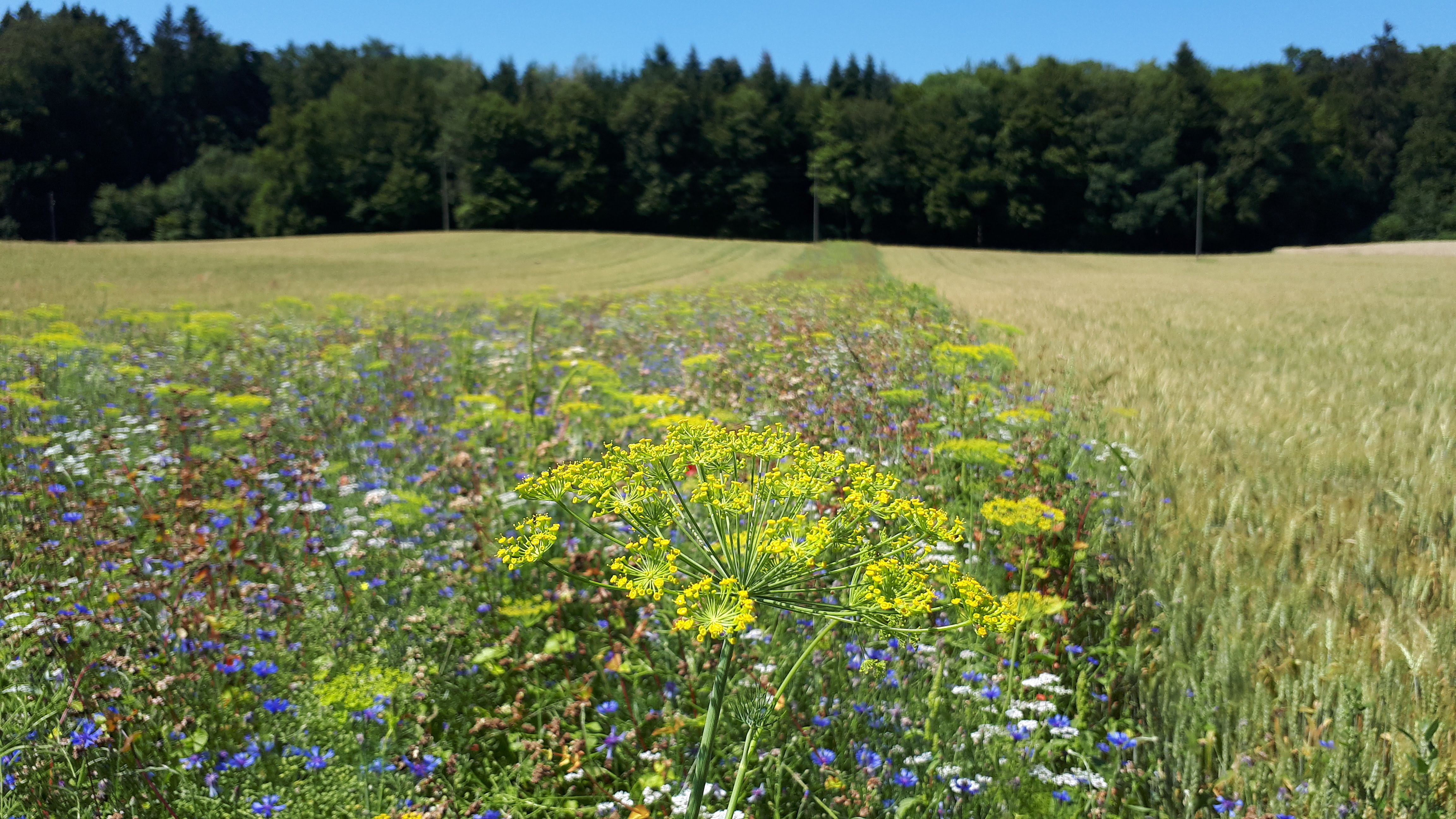 20180713 bl hstreifen nutzlinge