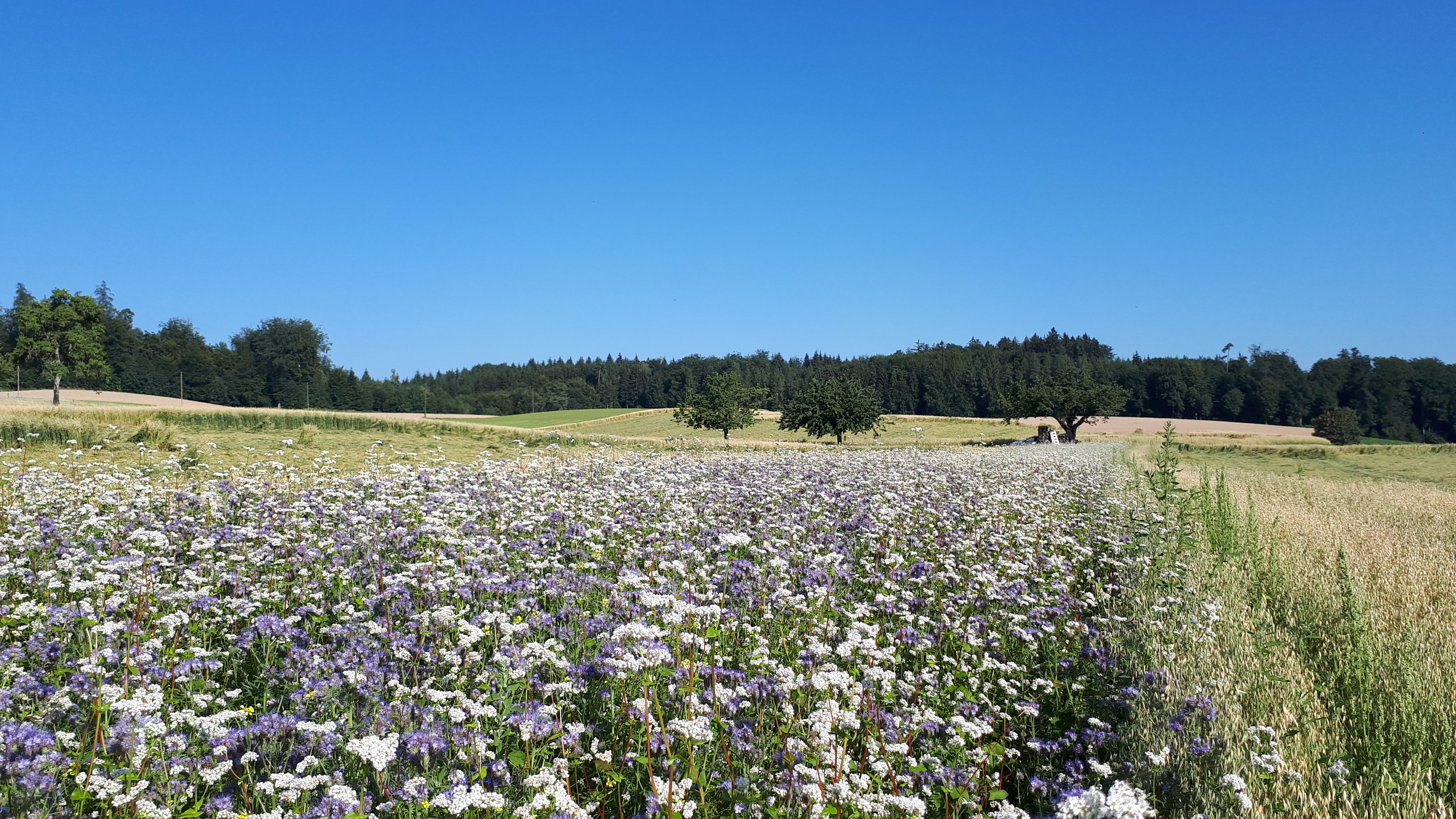 20180713 bl hstreifen bestauber